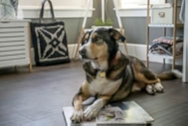 Love at First Bark 2017