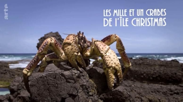 The Giant Robber Crab 2019