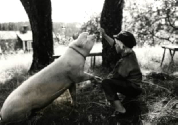 Emil och griseknoen 1973