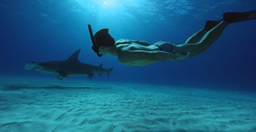 Sharkwater Extinction 2018