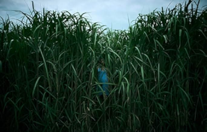 In the Tall Grass 2019