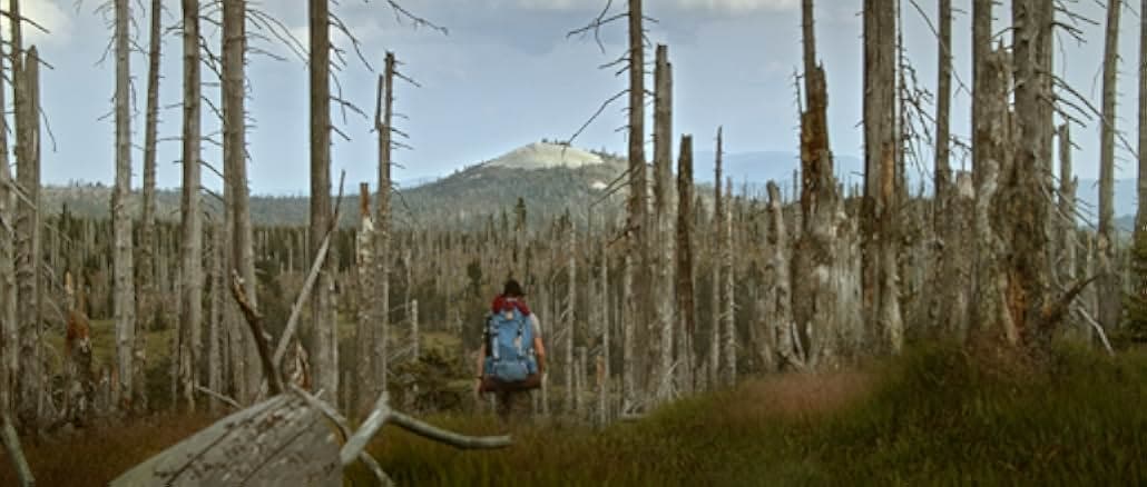 Der Wilde Wald 2021