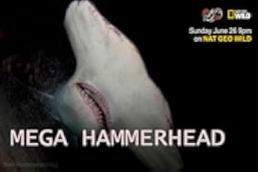 Mega Hammerhead 2016
