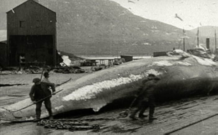 The Whalebone Box 2019
