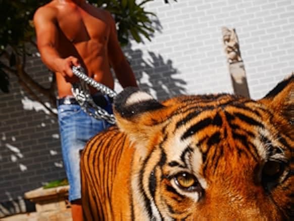The Tiger Mafia 2016