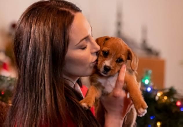 12 Pups of Christmas 2019