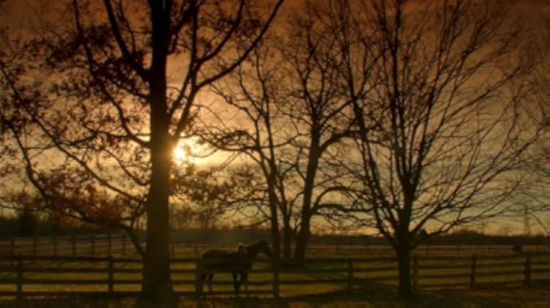 Orphan Horse 2018