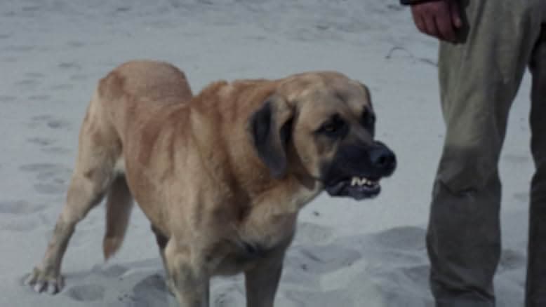 Island of the Blue Dolphins 1964