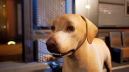 Avenger Dogs 2019