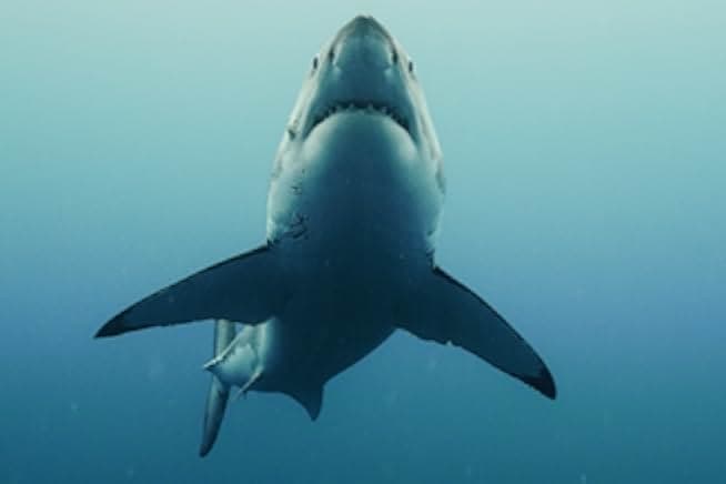 The Reef: Stalked 2022