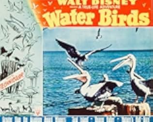 Water Birds 1952