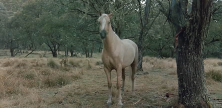 The Silver Brumby 1993