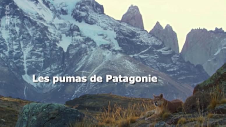 Into the Puma Triangle 2020