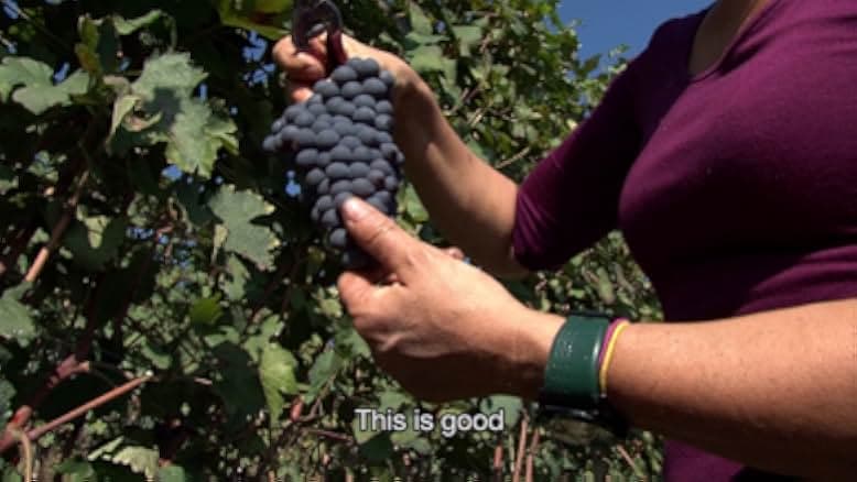 Barolo Boys. The Story of a Revolution 2014