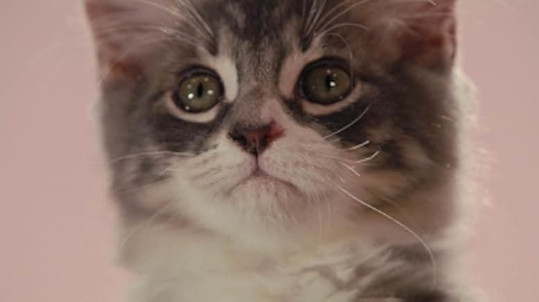 Inside the Mind of a Cat 2022