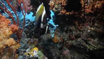 Wild Window: Bejeweled Fishes 2016