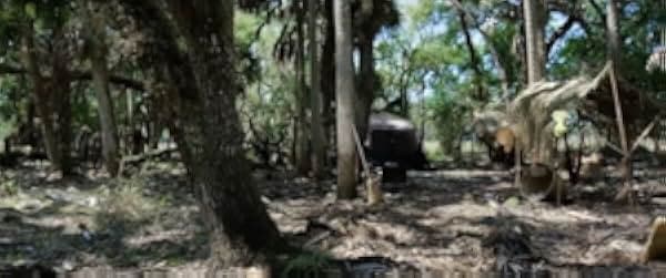 Jungle Run 2021
