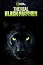The Real Black Panther 2020
