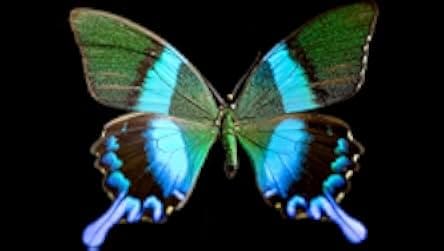 Butterfly Blueprints 2022
