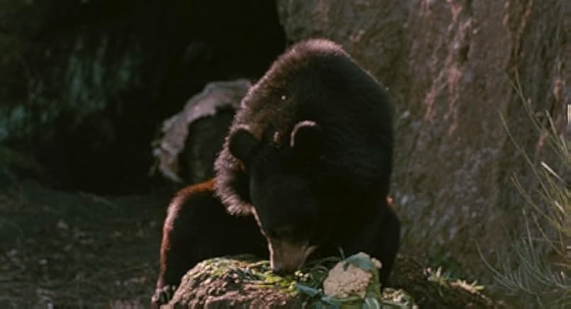 L'armata Brancaleone 1966