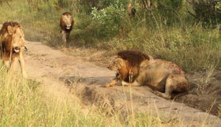 Brothers in Blood: The Lions of Sabi Sand 2015