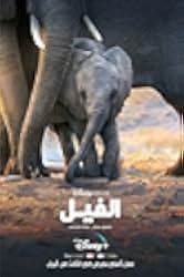 Elephant 2020