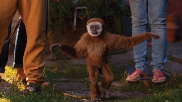 Monky 2017