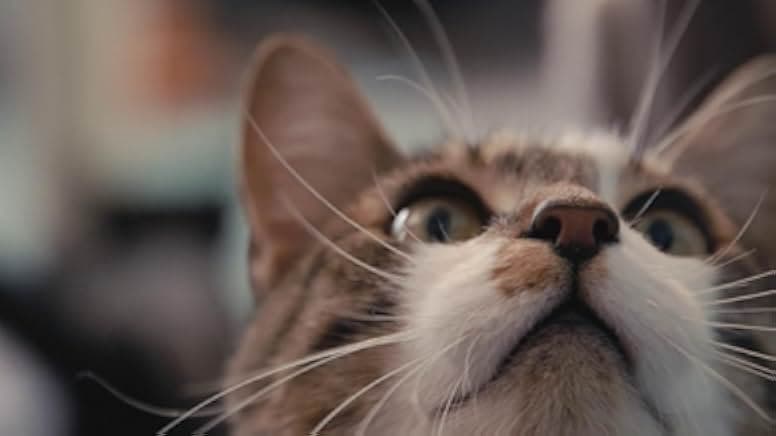 Inside the Mind of a Cat 2022