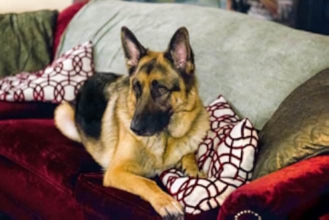 The Christmas Shepherd 2014