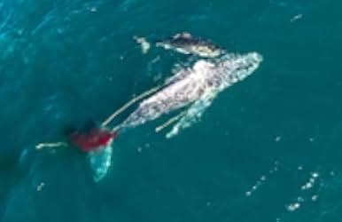 Shark vs. Whale 2020