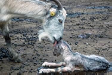 Le Quattro Volte 2010