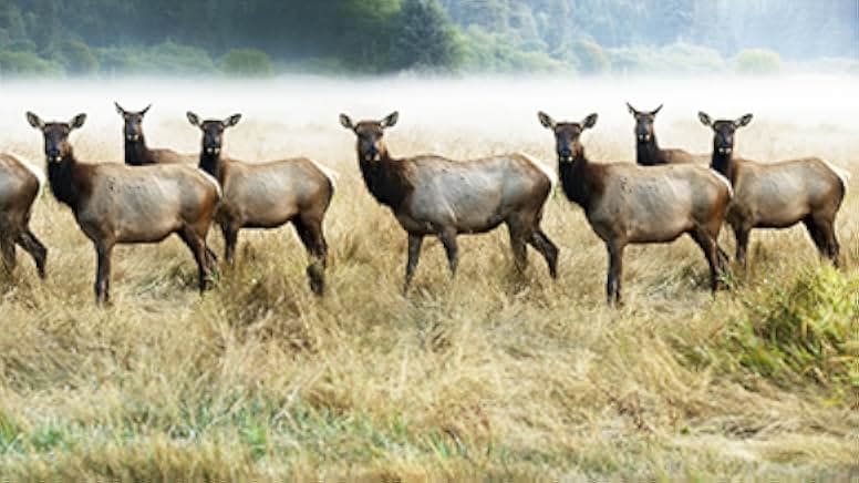 The Olympic Elk 1952