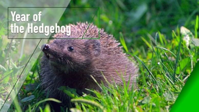 Year of the Hedgehog 2009