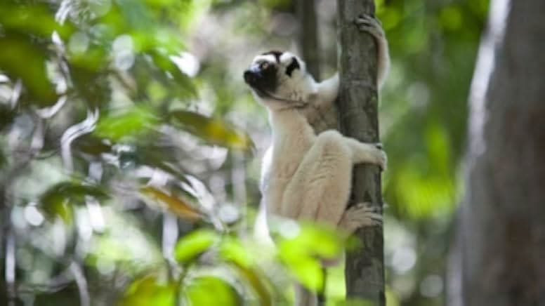 Madagascar: The Lost Makay 2011