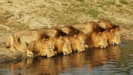Brothers in Blood: The Lions of Sabi Sand 2015