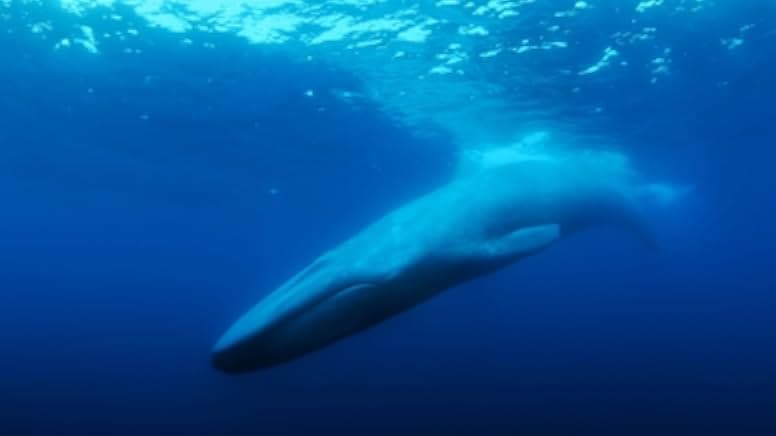The Loneliest Whale: The Search for 52 2021
