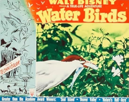 Water Birds 1952