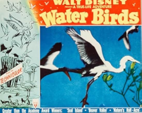 Water Birds 1952