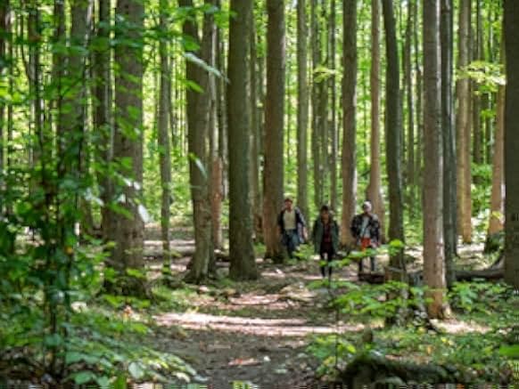 The Wishing Tree 2020