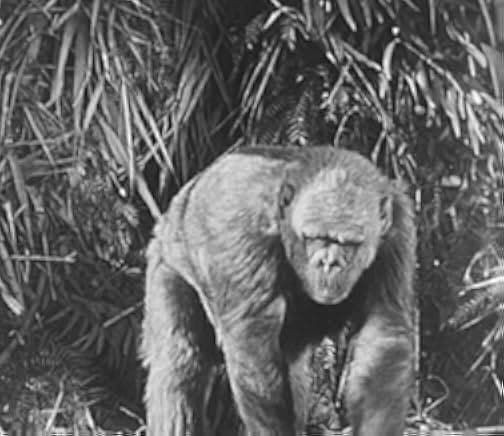 Ingagi 1930