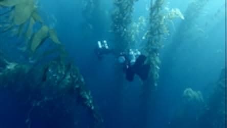 The Loneliest Whale: The Search for 52 2021