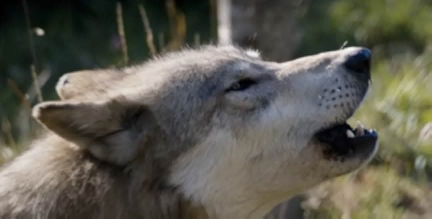 Misha and the Wolves 2021