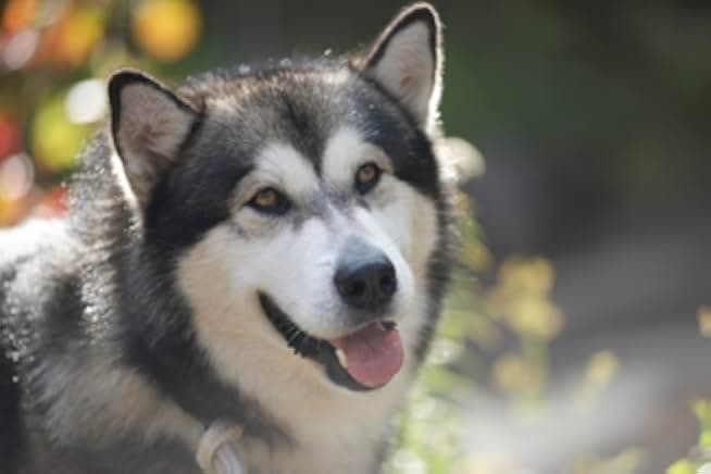 Hero Dog: The Journey Home 2021