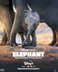 Elephant 2020