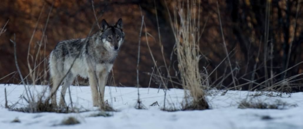 Der Wilde Wald 2021