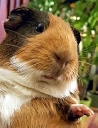 The More You Ignore Me 2018