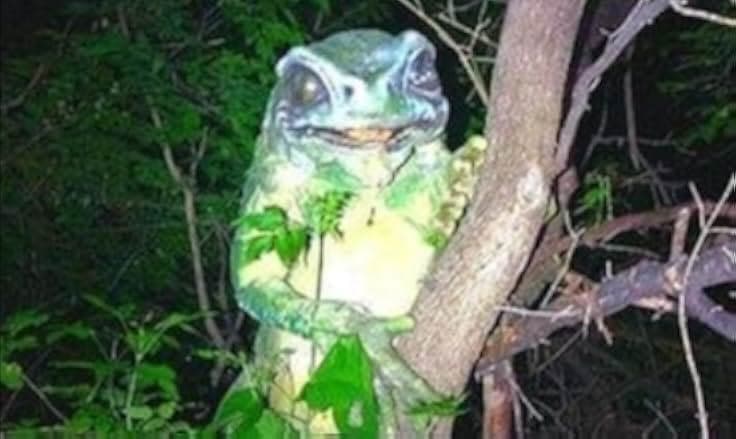 Frogman 2023
