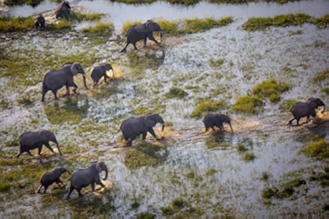 Into the Okavango 2018