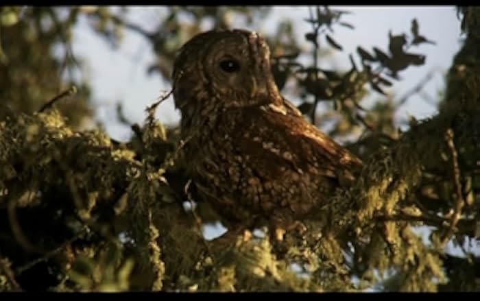 Los santos inocentes 1984