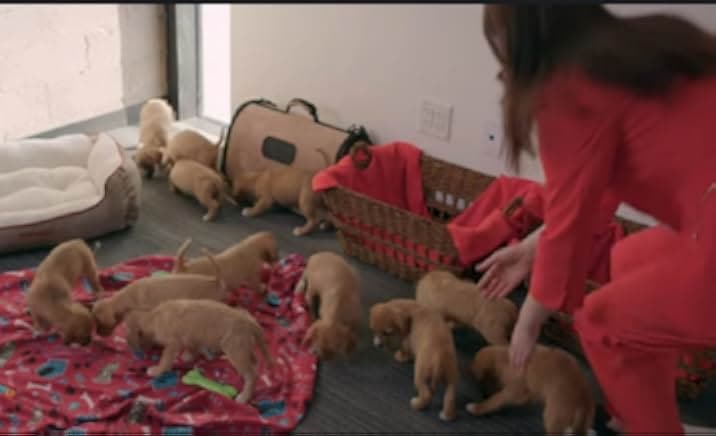 12 Pups of Christmas 2019